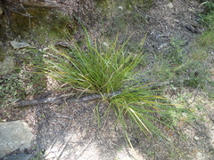 Carex goyenii