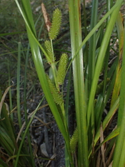 Carex goyenii