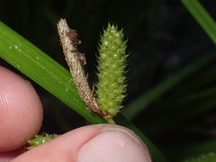 Carex goyenii