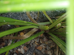 Carex goyenii