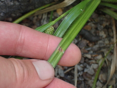 Carex goyenii
