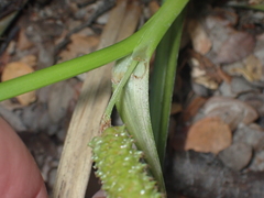 Carex goyenii