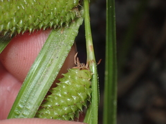 Carex goyenii