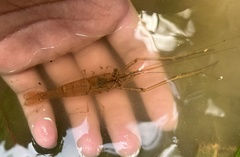Macrobrachium sintangense