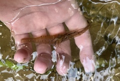 Macrobrachium sintangense