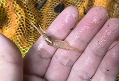 Macrobrachium sintangense