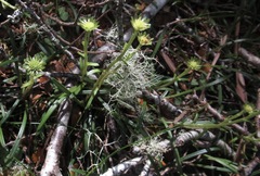 Abrotanella linearis