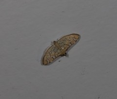 Cotachena hicana