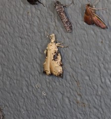Tonica effractella