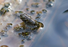 Anaxyrus boreas halophilus