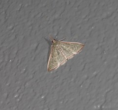 Myrmidonistis hoplora