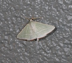 Oenochroma infantilis