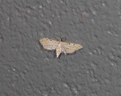 Parapoynx dentizonalis