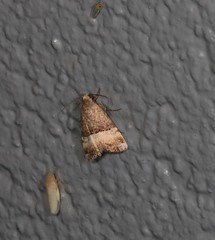 Pseudozarba orthopetes