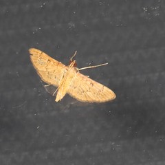 Tatobotys janapalis