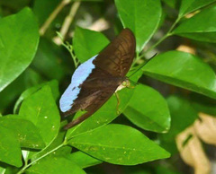 Tanaecia iapis