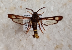 Pennisetia pectinata