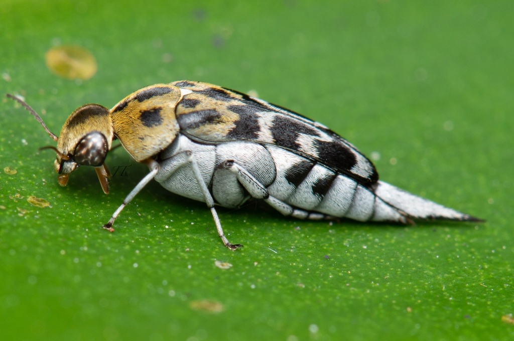 Glipa