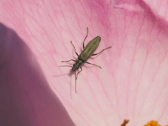 Oedemera virescens