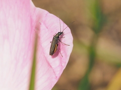 Oedemera virescens