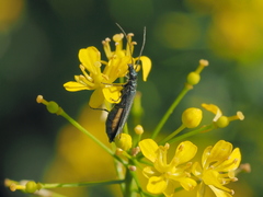 Oedemera virescens