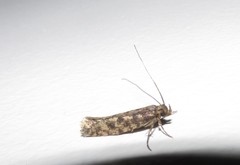 Lindera tessellatella