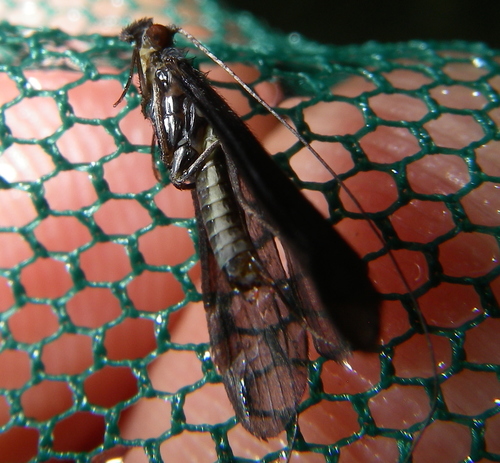 Black Dancer Caddisfly photo 3