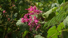 Antigonon leptopus