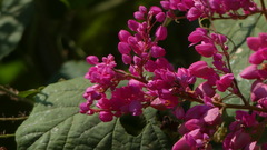 Antigonon leptopus