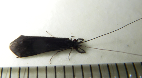 Black Dancer Caddisfly photo 5
