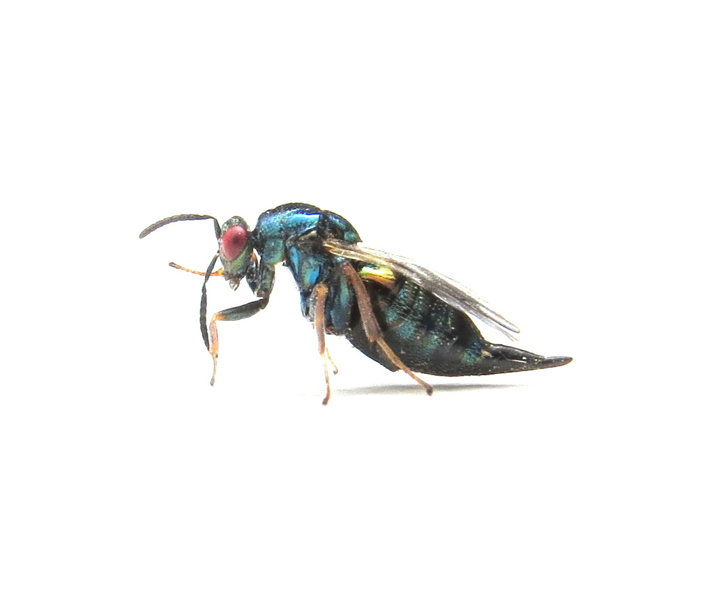 Ormyrus nitidulus