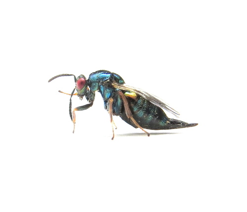 Ormyrus nitidulus