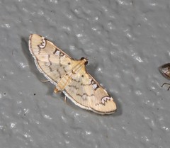 Cotachena hicana