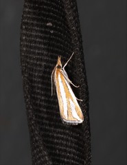 Hednota aurantiacus