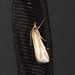 Hednota aurantiacus - Photo (c) domf, algunos derechos reservados (CC BY-NC), subido por domf