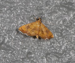 Hyalobathra aequalis