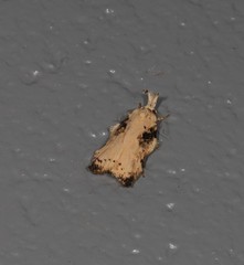 Tonica effractella
