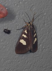 Mimeusemia centralis