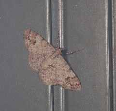 Myrioblephara macariata