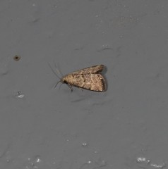 Narangodes