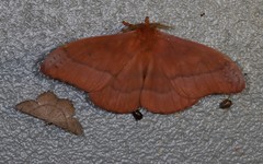 Neodiphthera excavus