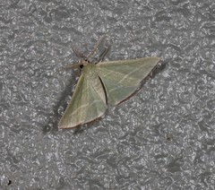 Oenochroma infantilis