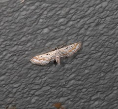 Parapoynx dentizonalis