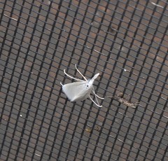 Patissa atricostalis