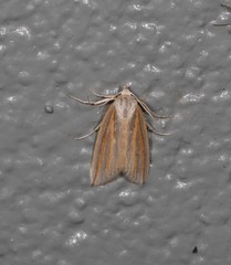 Prionopterina tritosticha