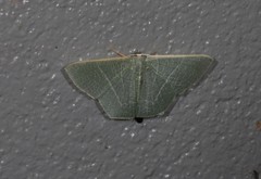 Thalassodes dorsilinea