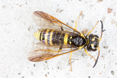 Allantus viennensis