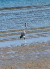 Egretta gularis