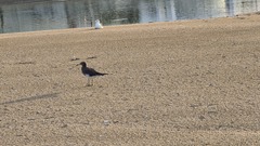 Ichthyaetus hemprichii