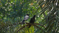 Corvus splendens